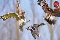 (ویدئو) عقاب با سرعت ۹۰ کیلومتر در ساعت گردن اردک را زد!
