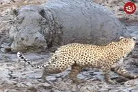 (ویدئو) اسب آبی پنهان شده در گل و لای، پلنگ را شوکه کرد!