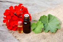 فواید روغن شمعدانی؛ از التهاب پوست تا درد زونا