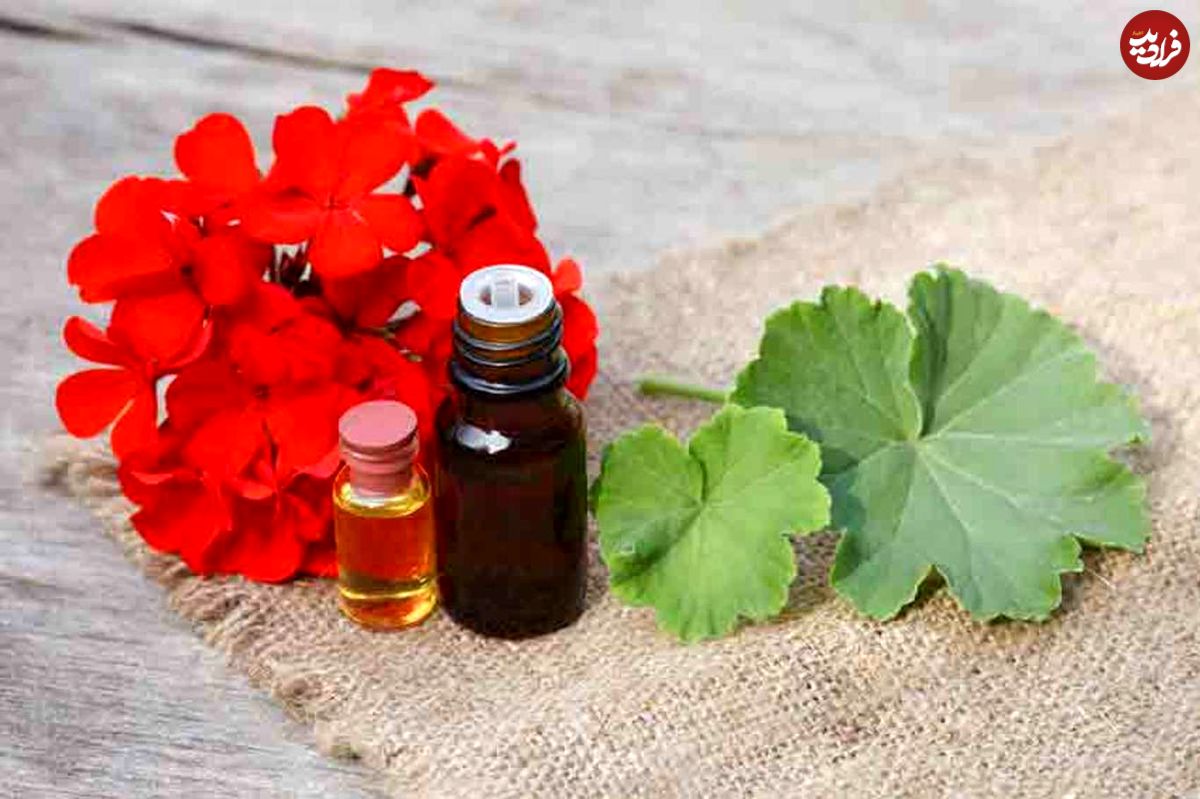 فواید روغن شمعدانی؛ از التهاب پوست تا درد زونا