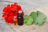 فواید روغن شمعدانی؛ از التهاب پوست تا درد زونا