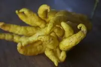 با عجیب‌ترین و ترسناک‌ترین میوه‌های جهان آشنا شوید؛ از دست بودا تا میوه مارگونه