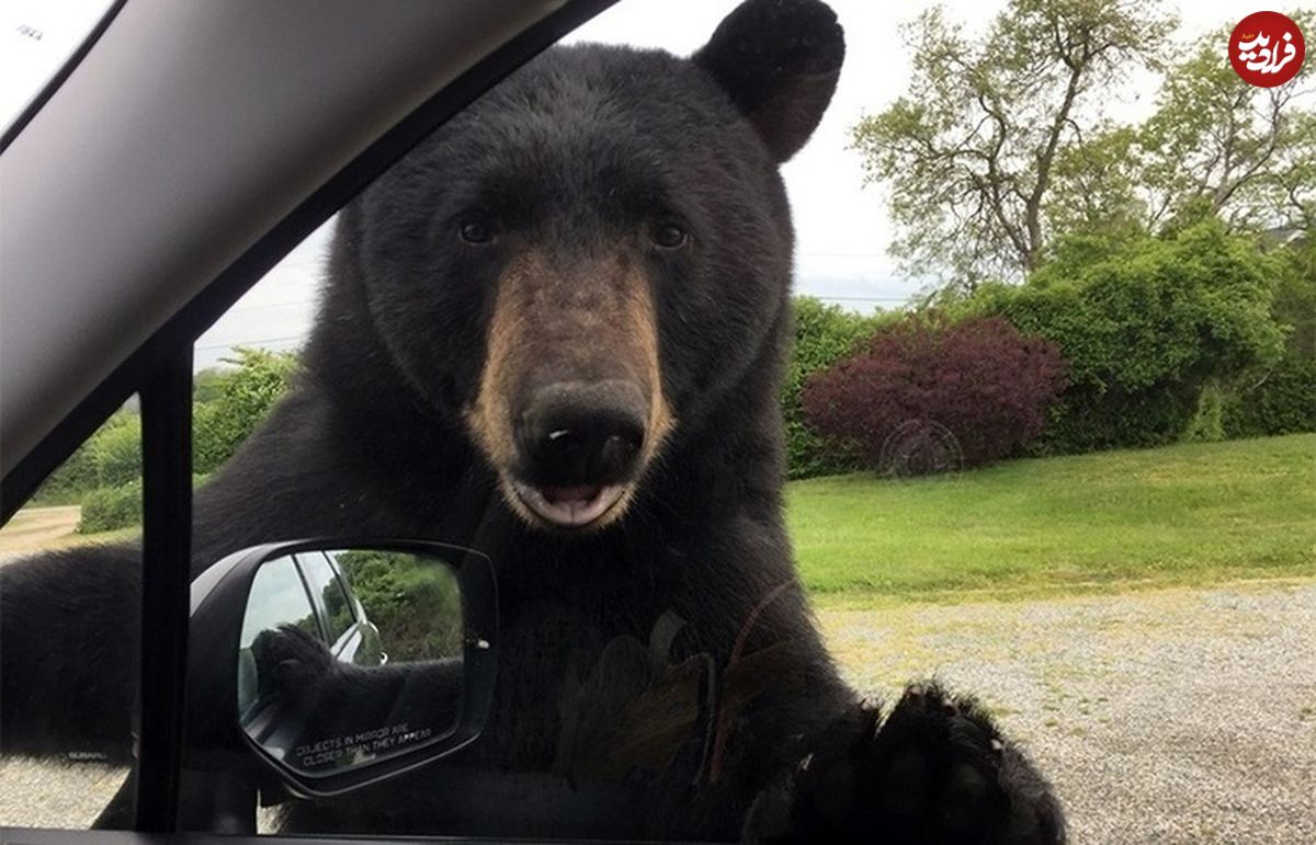 (ویدئو) ورود عجیب خرس سیاه به خودرو‌های مردم!