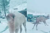 (ویدئو) هیجان باورنکردنی یک شتر وقتی برای نخستین بار برف دید!