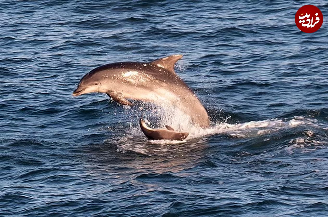 (تصاویر) بازی نادر و دیدنی دلفین و گراز ماهی دریایی روی آب