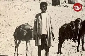 عکس| سفر به ایران قدیم؛ یک مرد و قاطرهایش در نزدیکی «دروازه قرآن شیراز» در دوران قاجار