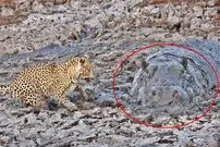 ببینید| لحظه دیدنی صید ماهی توسط پلنگ و مواجه شدن با اسب آبی در گل و لای