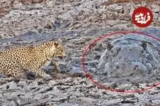 ببینید| لحظه دیدنی صید ماهی توسط پلنگ و مواجه شدن با اسب آبی در گل و لای