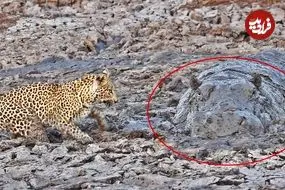 ببینید| لحظه دیدنی صید ماهی توسط پلنگ و مواجه شدن با اسب آبی در گل و لای