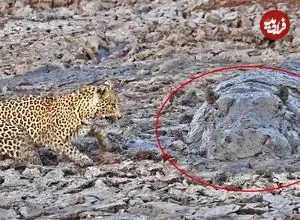 ببینید| لحظه دیدنی صید ماهی توسط پلنگ و مواجه شدن با اسب آبی در گل و لای