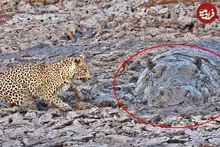 ببینید| لحظه دیدنی صید ماهی توسط پلنگ و مواجه شدن با اسب آبی در گل و لای