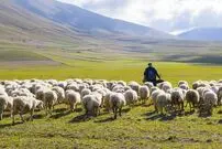 (ویدیو) لحظه تلخ سر خوردن چوپان و گله‌اش در غار یخی چما