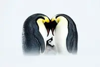 بهترین عکس‌های «قطبی» سال 2025 که برندۀ جایزه شدند