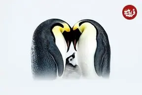 بهترین عکس‌های «قطبی» سال 2025 که برندۀ جایزه شدند