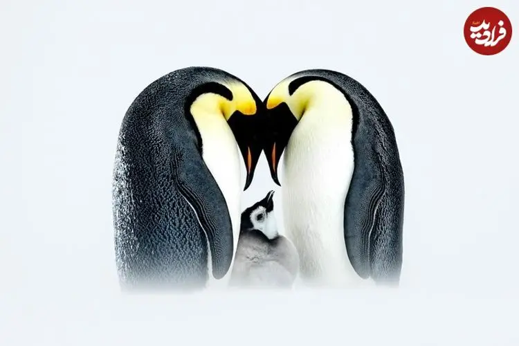 بهترین عکس‌های «قطبی» سال 2025 که برندۀ جایزه شدند