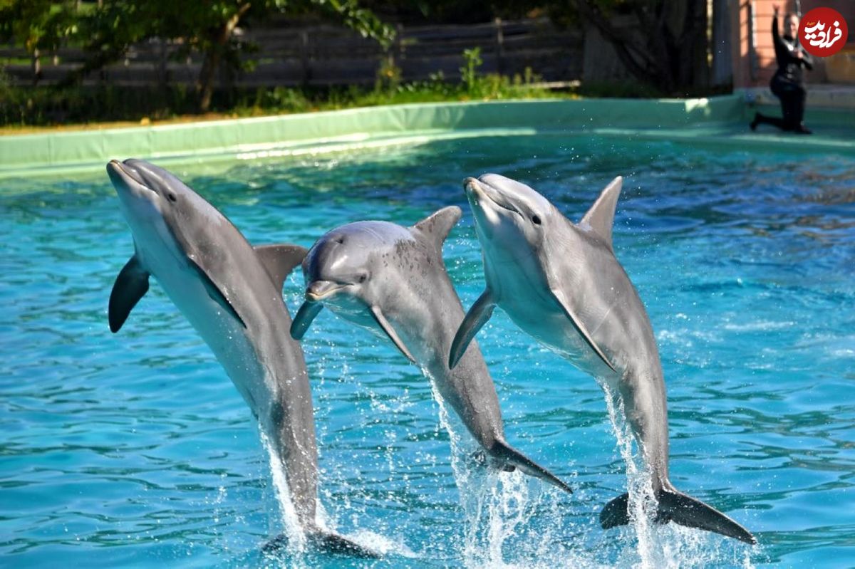 دلفین‌ها از گروه همسالان خود می‌آموزند