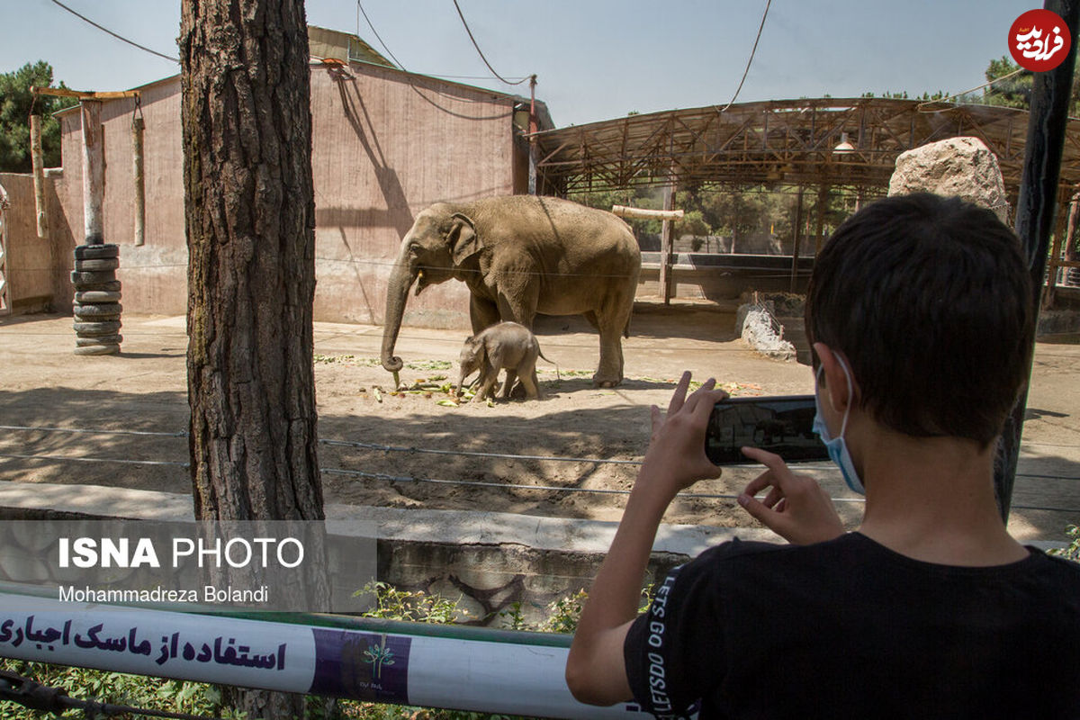 مایسا؛ بچه فیل سریلانکایی در باغ وحش ارم