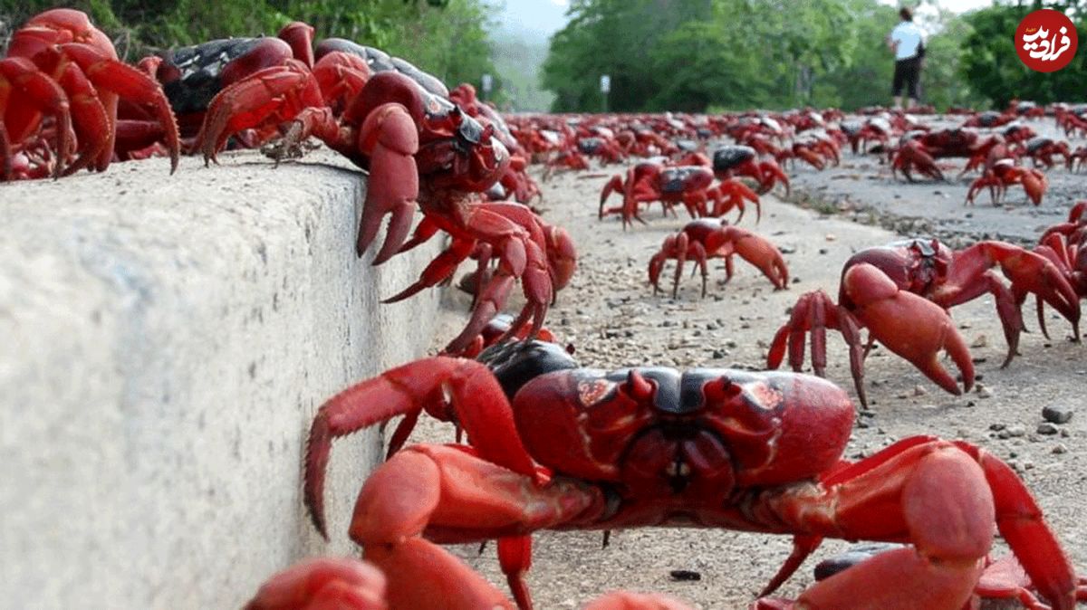 (ويدئو) راهپیمایی خارق العاده میلیونی خرچنگ‌های قرمز