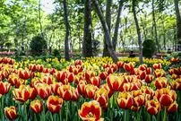 (تصاویر) لاله‌ها در باغ ایرانی