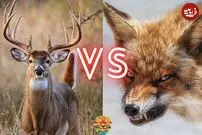 (ویدئو) گوزن نقشه هوشمندانه روباه‌ها برای دزدیدن توله اش را به هم زد!
