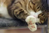 واکسن ضد آلرژی گربه ساخته شد