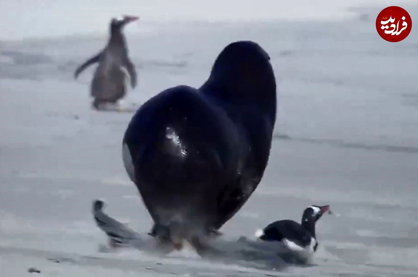 (ویدئو) شیر دریایی یک پنگوئن بخت برگشته را به دام انداخت و کشت!