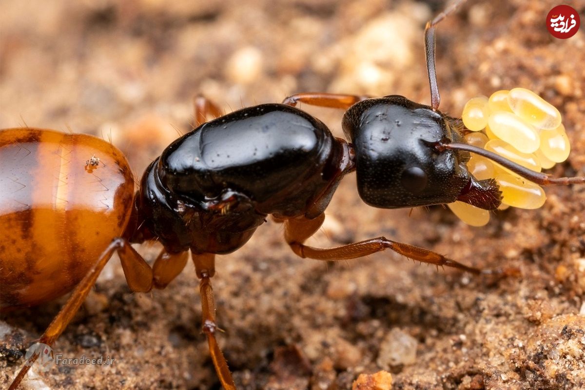 چرا عمر ملکه مورچه‌ ۵۰۰ درصد بیشتر از مورچه‌ کارگر است؟