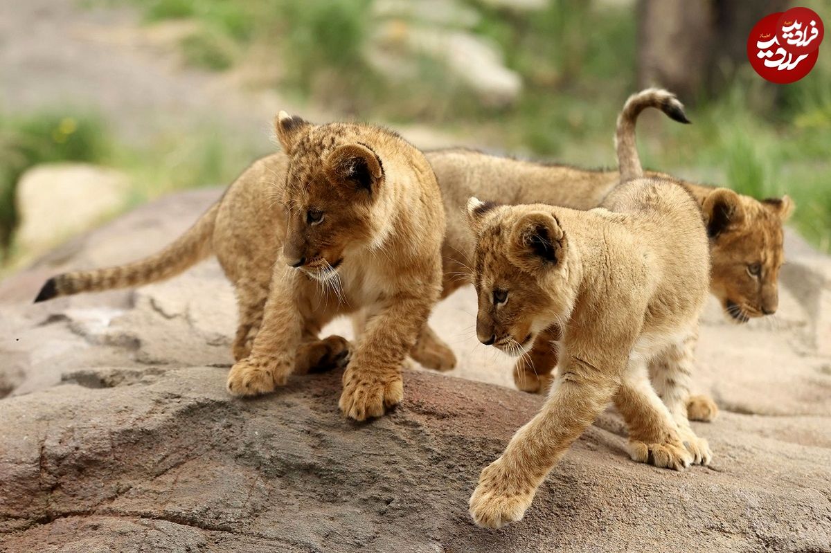 (ویدئو) بازیگوشی این بچه شیر‌ها قند در دل شما آب می‌کند!