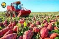 ببینید| چگونه آمریکایی ها هزاران تن «سیب زمینی شیرین» را برداشت و فرآوری می کنند؟