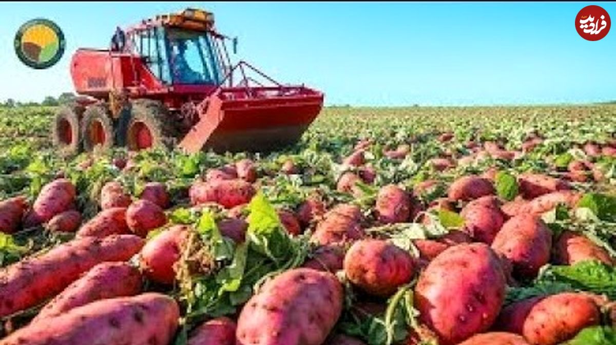 ببینید| چگونه آمریکایی ها هزاران تن «سیب زمینی شیرین» را برداشت و فرآوری می کنند؟