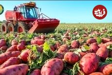 ببینید| چگونه آمریکایی ها هزاران تن «سیب زمینی شیرین» را برداشت و فرآوری می کنند؟