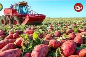 ببینید| چگونه آمریکایی ها هزاران تن «سیب زمینی شیرین» را برداشت و فرآوری می کنند؟
