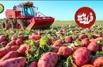 ببینید| چگونه آمریکایی ها هزاران تن «سیب زمینی شیرین» را برداشت و فرآوری می کنند؟
