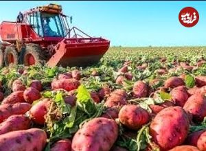 ببینید| چگونه آمریکایی ها هزاران تن «سیب زمینی شیرین» را برداشت و فرآوری می کنند؟