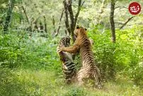 (ویدئو) نبرد آخرالزمانی دو ببر نر بر سر یک ببر ماده