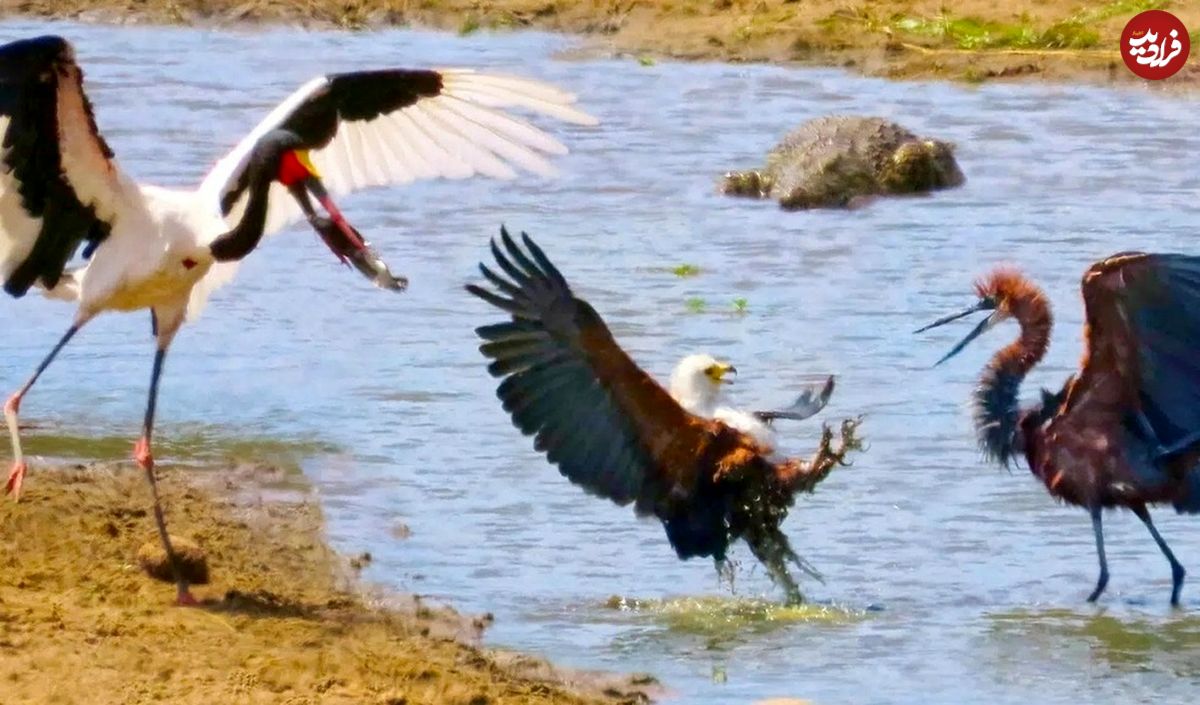 (ویدئو) جدال ۳ پرنده گرسنه و تمساح بر سر یک ماهی!