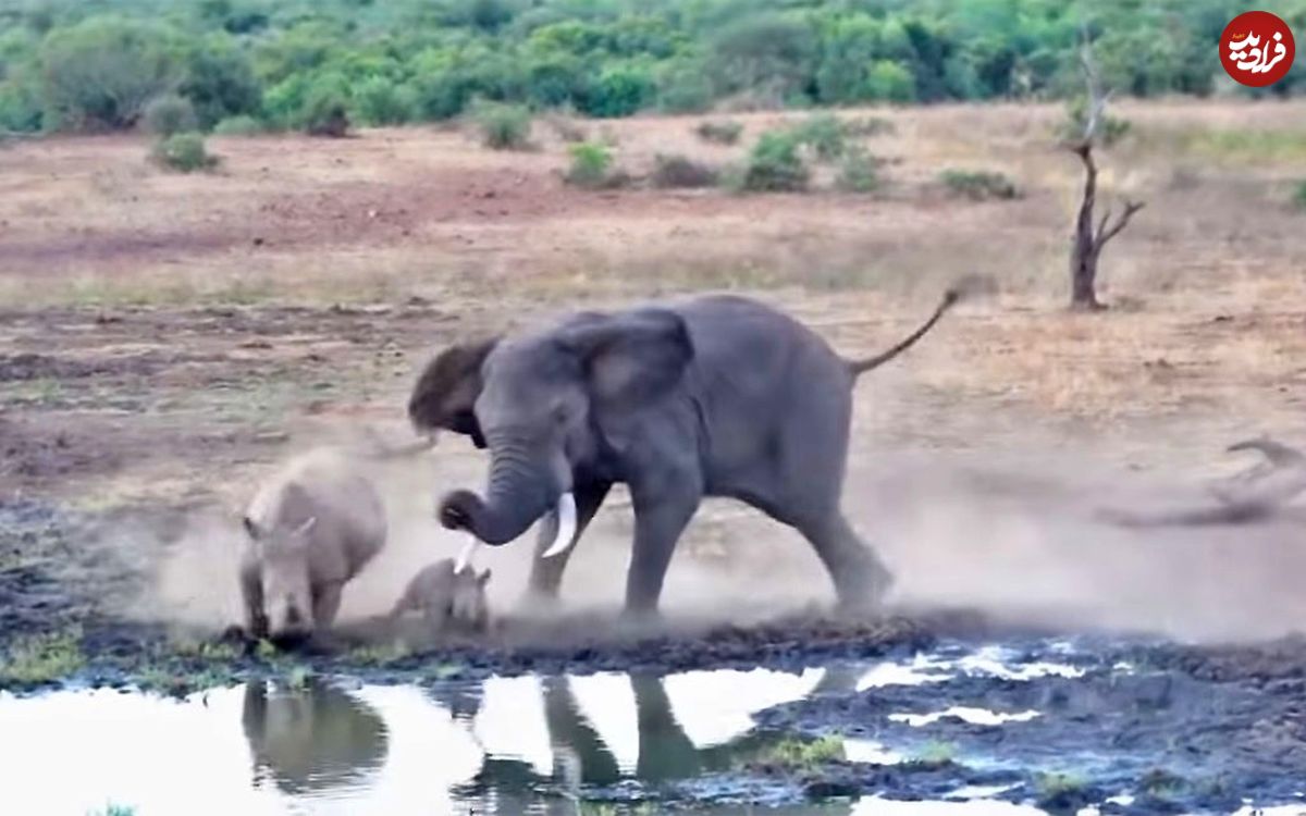 (ویدئو) فیل خشمگین کرگدن و بچه‌اش را زیر پا گذاشت!