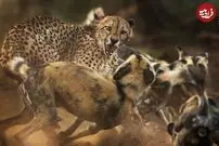 (ویدئو) سگ‌های وحشی مسخره‌باز، یوزپلنگ‌ها را دست انداختند!