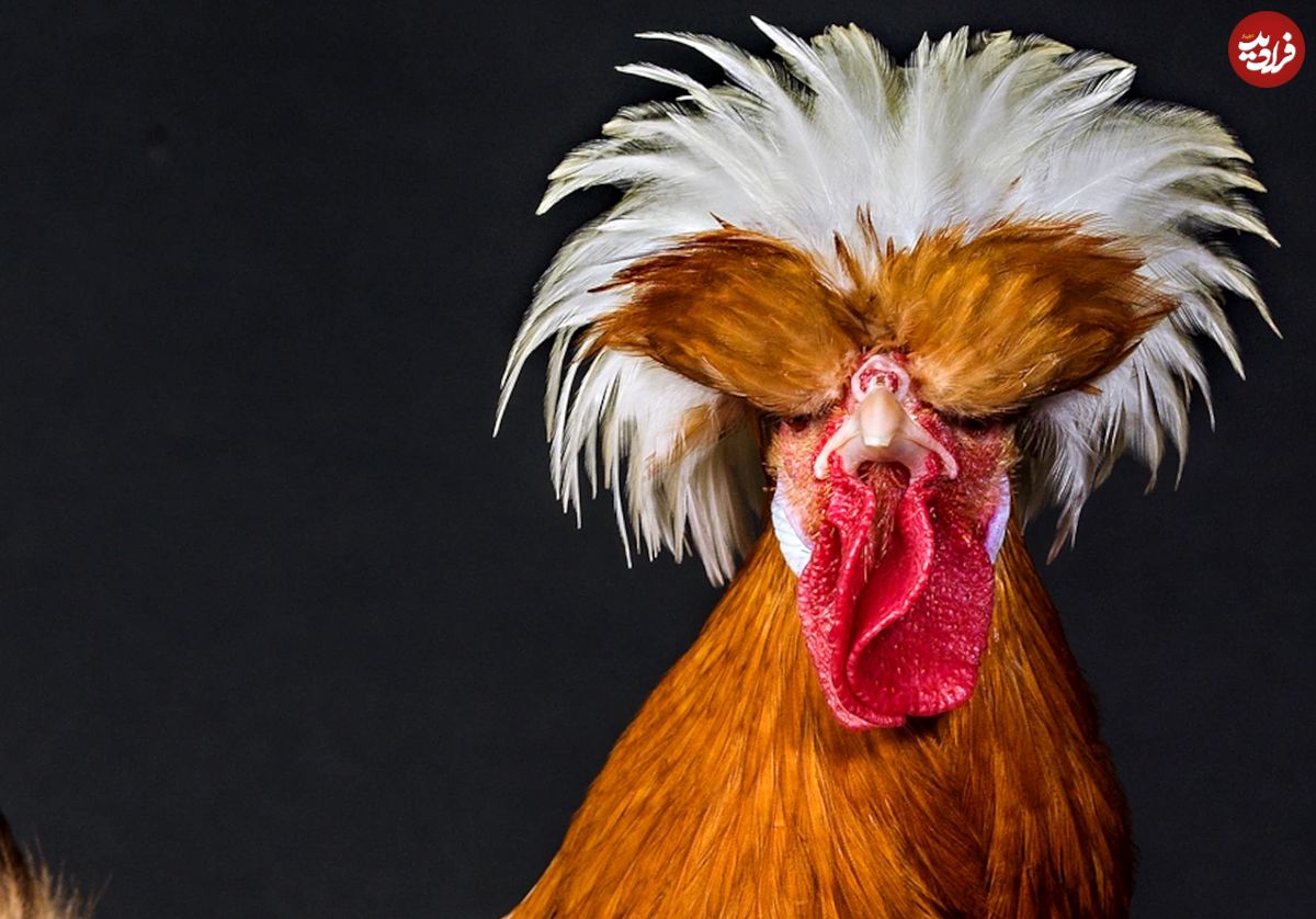 پرتره‌های جالب عکاس هلندی از مرغ و خروس‌ها!