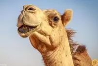 (تصاویر) تبدیل شتر به گاو!