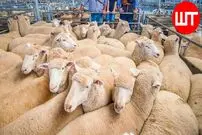 (ویدئو) عملیات هیجان انگیز برش زدن و بسته بندی لاشه گوسفند در بزرگترین کارخانه جهان