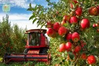 ببینید| چگونه کشاورزان چینی صدها تن سیب فوجی را برداشت می کنند؟