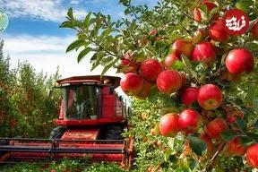 ببینید| چگونه کشاورزان چینی صدها تن سیب فوجی را برداشت می کنند؟