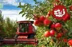 ببینید| چگونه کشاورزان چینی صدها تن سیب فوجی را برداشت می کنند؟