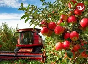 ببینید| چگونه کشاورزان چینی صدها تن سیب فوجی را برداشت می کنند؟