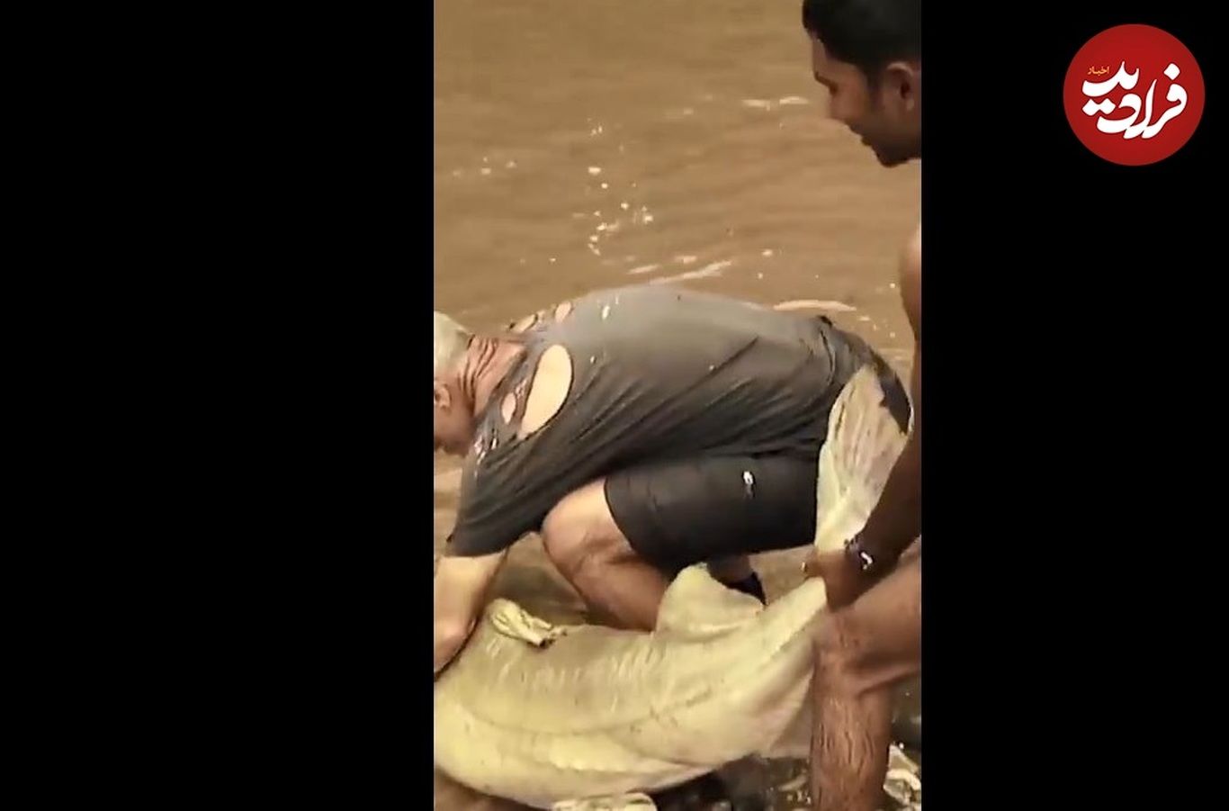 (ویدئو) شکار هیولای رودخانه؛ یک ماهی عجیب هم اندازه انسان!