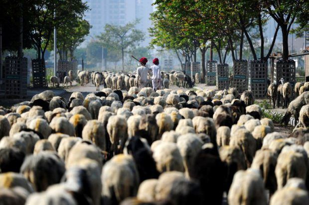 چه کسی مواظب گوسفندها خواهد بود؟