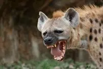(ویدئو) کفتار بی‌رحم، بچه شاخ چنگی را مقابل چشمان والدین‌اش شکار کرد