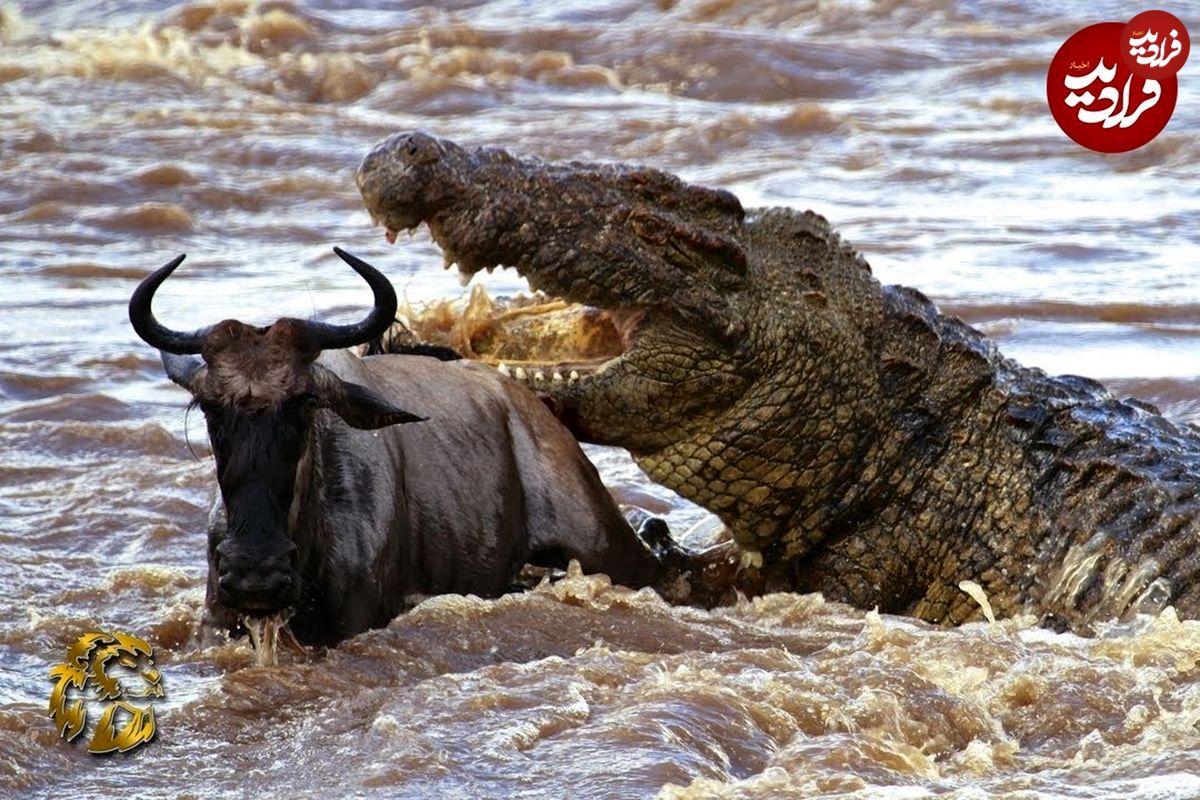 (ویدئو) تمساح گرسنه کل یالدار را شکار کرد، همپالگی‌هایش خوردند!