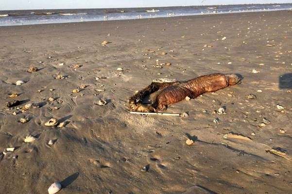 (عکس) کشف موجود دریایی عجیب در سواحل تگزاس